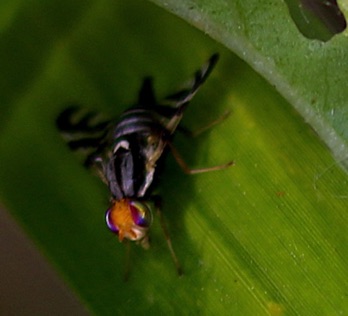 Fruit Fly
Rhagoletis striatella Fruit Fly
Rhagoletis striatella