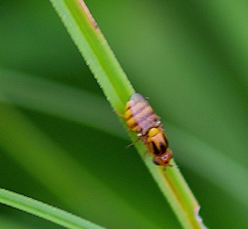 Grass Fly
Thaumatomyia rubida Grass Fly
Thaumatomyia rubida