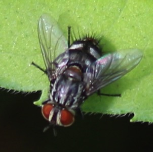 Flesh Fly
Sarcophaga spp. Flesh Fly
Sarcophaga spp.