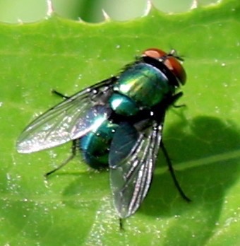 Common Green Bottle Fly
Lucciola seriata Common Green Bottle Fly
Lucciola seriata