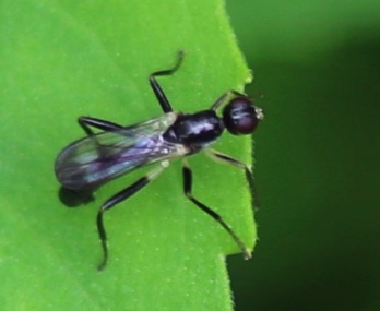 Black Scavenger Fly Black Scavenger Fly