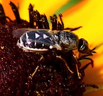 Soldier Fly
Nemotelus kansensis Soldier Fly
Nemotelus kansensis