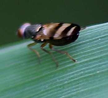 Picture-winged Fly
Chaegopsis,, Picture-winged Fly
Chaegopsis,,