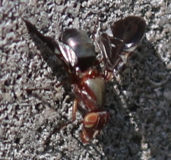 Plcture-winged Fly
Delphinia picta Plcture-winged Fly
Delphinia picta