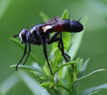 Erie Onion Fly
Cylindromyia spp. Erie Onion Fly
Cylindromyia spp.