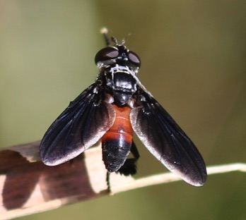 Feather-legged Fly
Trichopoda pennipes Feather-legged Fly
Trichopoda pennipes