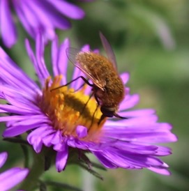 Bee Fly
Sparnopolius confusus Bee Fly
Sparnopolius confusus
