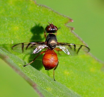 Soybean Nodule Fly
Rivellia quadrifasciata Soybean Nodule Fly
Rivellia quadrifasciata
