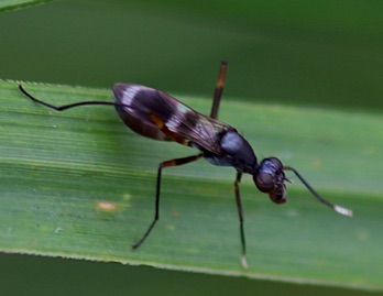 Black Scavenger Fly Black Scavenger Fly