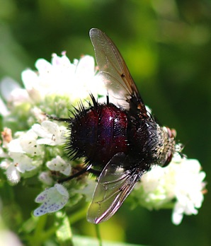 Parasitic Fly
Archytas lateralis Parasitic Fly
Archytas lateralis