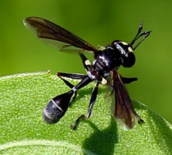 Thick-headed Fly
Physocephala tibialis Thick-headed Fly
Physocephala tibialis