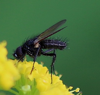 Woodlouse Fly
Melanophora roralis Woodlouse Fly
Melanophora roralis