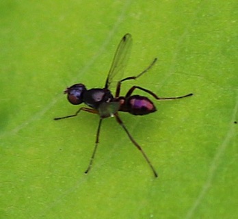 Black Scavenger Fly
Sepsis spp. Black Scavenger Fly
Sepsis spp.