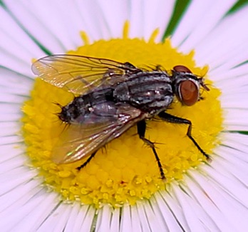 Flesh Fly Flesh Fly