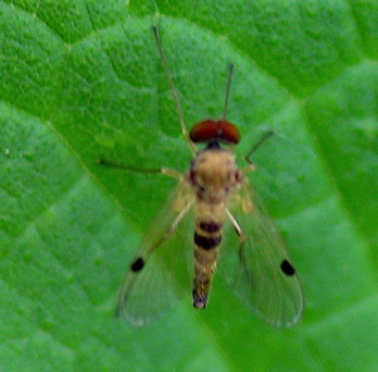 Yellow Snipe Fly
Chrysopilus modestus Yellow Snipe Fly
Chrysopilus modestus