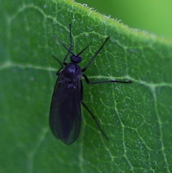 Dark-winged Fungus Gnat Dark-winged Fungus Gnat