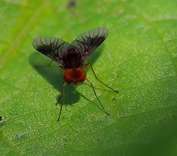 Snipe fly
Chysopilus quadrates Snipe fly
Chysopilus quadrates