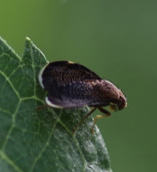 Fruit Fly
Entreat spp. Fruit Fly
Entreat spp.