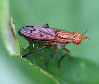 Golden Dung Fly
Scathophaga stercoraria Golden Dung Fly
Scathophaga stercoraria