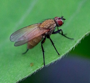 Golden Dung Fly
Scathophaga stercoraria Golden Dung Fly
Scathophaga stercoraria