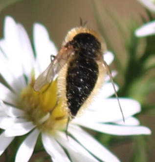 Dark Bee Fly
Sparnopolius cpmfusus Dark Bee Fly
Sparnopolius cpmfusus
