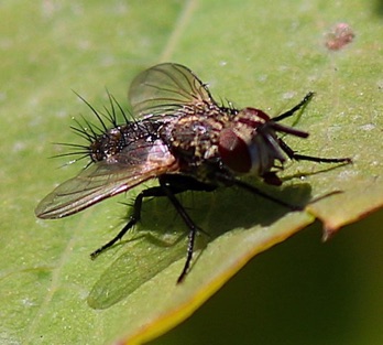 Tachina Fly
Archytas spp Tachina Fly
Archytas spp