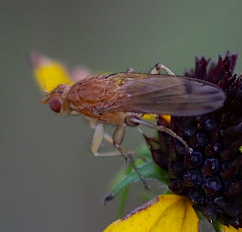 Marsh Fly
Tetanocera spp. Marsh Fly
Tetanocera spp.