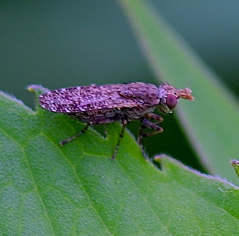 Marsh Fly
Dicta spp. Marsh Fly
Dicta spp.