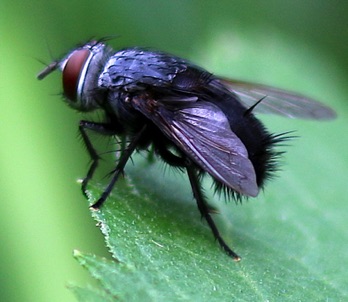 Parasitic Fly Parasitic Fly