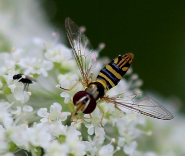 Common Oblique Flower Fly*
Allograpta obliqua Common Oblique Flower Fly*
Allograpta obliqua