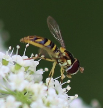 Eastern Calligrapher*
Toxomerus geminates Eastern Calligrapher*
Toxomerus geminates