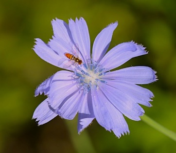 Size of small Flower Flies Size of small Flower Flies