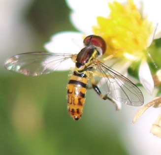 Margined Calligrapher*
Toxomerus marginatus Margined Calligrapher*
Toxomerus marginatus