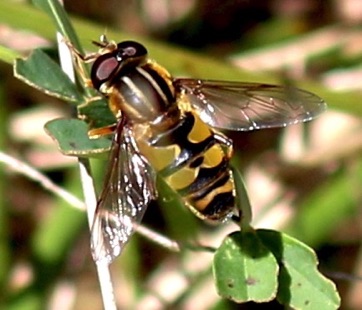 Broad-headed Marsh Fly*
Helophilus latifrons Broad-headed Marsh Fly*
Helophilus latifrons