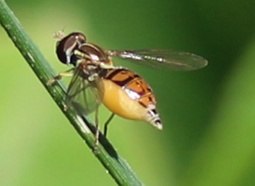 Flower Fly Flower Fly