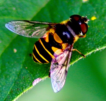 Common Drone Fly*
Eristalis transversa Common Drone Fly*
Eristalis transversa