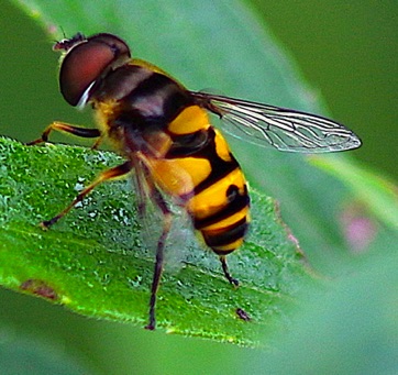 Transverse-banded Drone Fly*
Eristalis transversa Transverse-banded Drone Fly*
Eristalis transversa