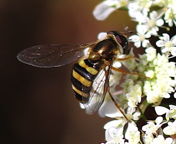 Yellow-legged Flower Fly*
Syrphus rectus Yellow-legged Flower Fly*
Syrphus rectus