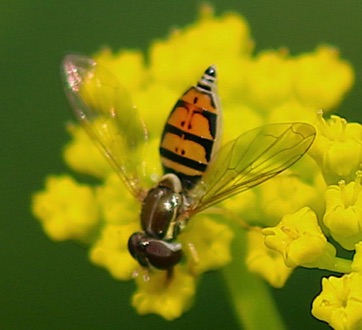 Margined Calligrapher*
Toxomerus marginatus Margined Calligrapher*
Toxomerus marginatus