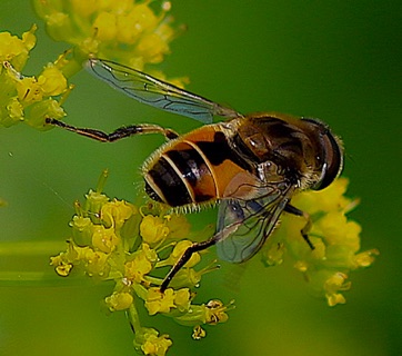 Orange-spined Drone Fly?
Eristalis tenax Orange-spined Drone Fly?
Eristalis tenax