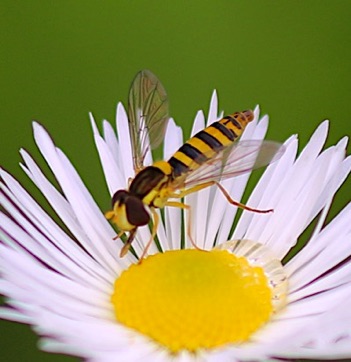 Black-footed Globetail*
Sphaerophoria philanthus Black-footed Globetail*
Sphaerophoria philanthus