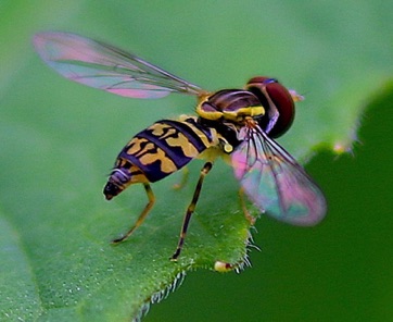 Eastern Calligrapher*
Toxomerus geminates Eastern Calligrapher*
Toxomerus geminates