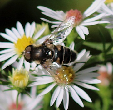 Orange-spined Drone Fly*
Eristalis tenax Orange-spined Drone Fly*
Eristalis tenax