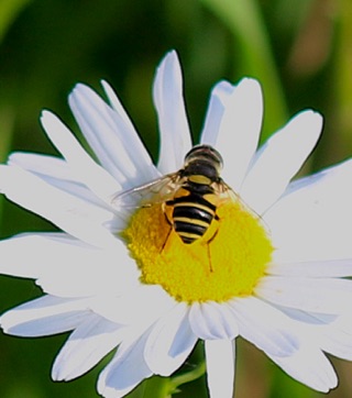 Common Drone Fly*
Eristalis transversa Common Drone Fly*
Eristalis transversa