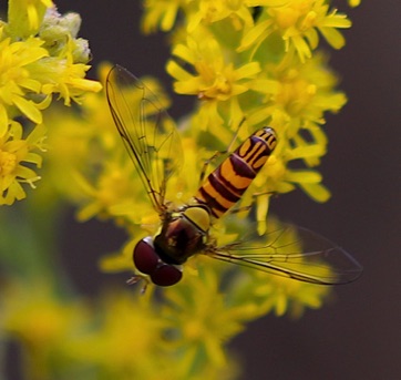 Oblique Streaktail*
Allograpta obliqua Oblique Streaktail*
Allograpta obliqua