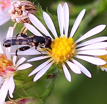 Thick-legged Hover Fly
Syritta pipiens Thick-legged Hover Fly
Syritta pipiens