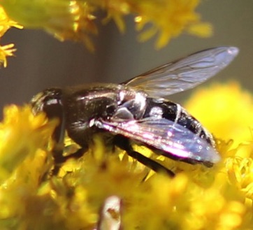 Black-shouldered Drone Fly*
Eristalis dimidiata Black-shouldered Drone Fly*
Eristalis dimidiata