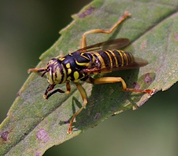 Eastern Hornet Fly (mimic wasp)*
Spilorcia longicorns Eastern Hornet Fly (mimic wasp)*
Spilorcia longicorns