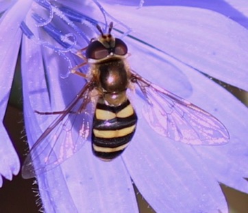 Yellow-legged Flower Fly*
Syrphus rectus Yellow-legged Flower Fly*
Syrphus rectus