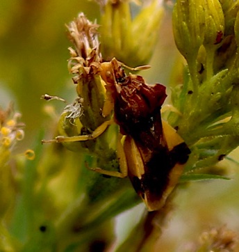 Ambush Bug